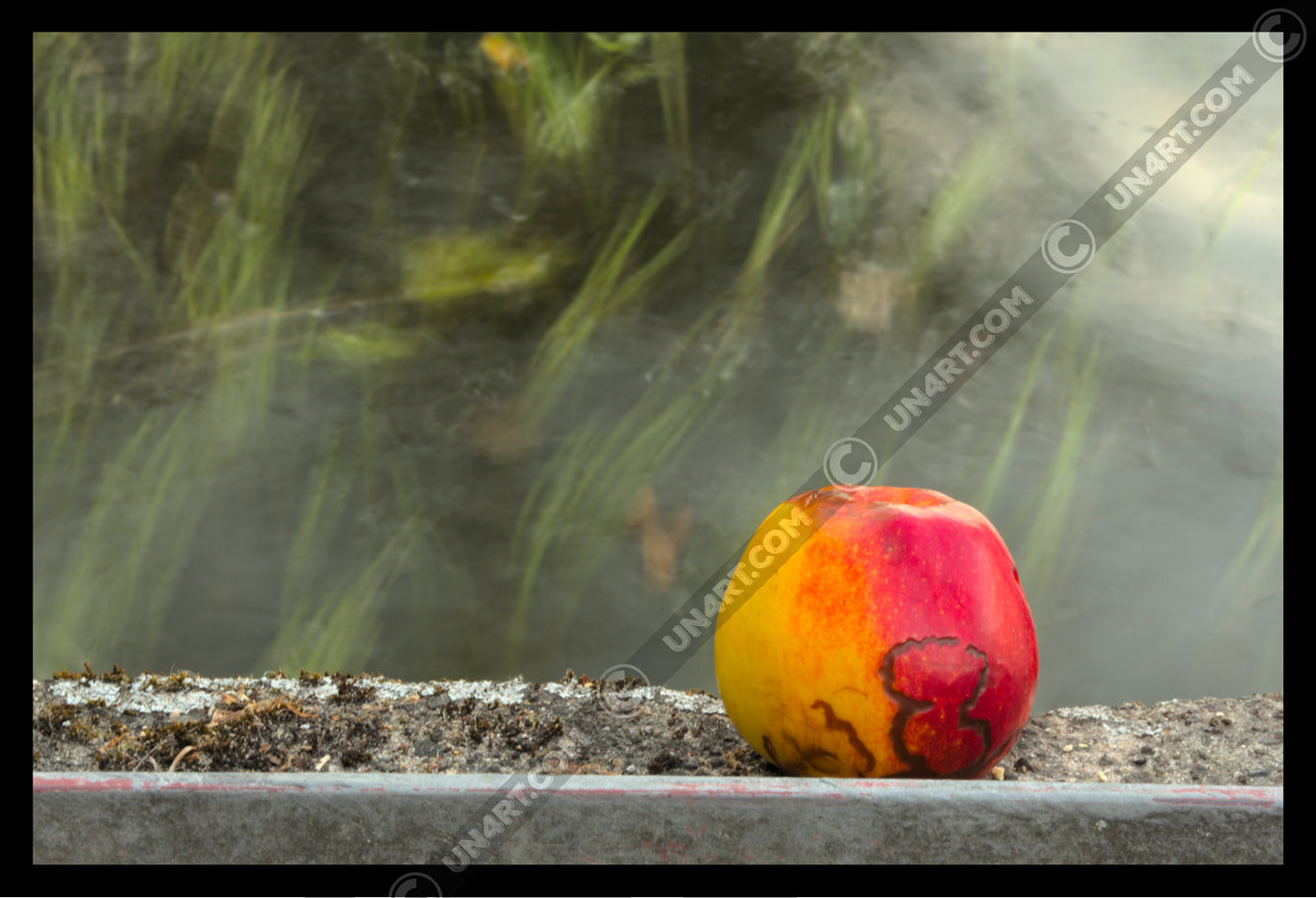 un4rt - photographie of a red and yellow apple on a concrete edge. the apple shows traces of a worm under its skin. moss on the concrete. water with seaweed in the backround. the sun is reflecting on the surface of the water.