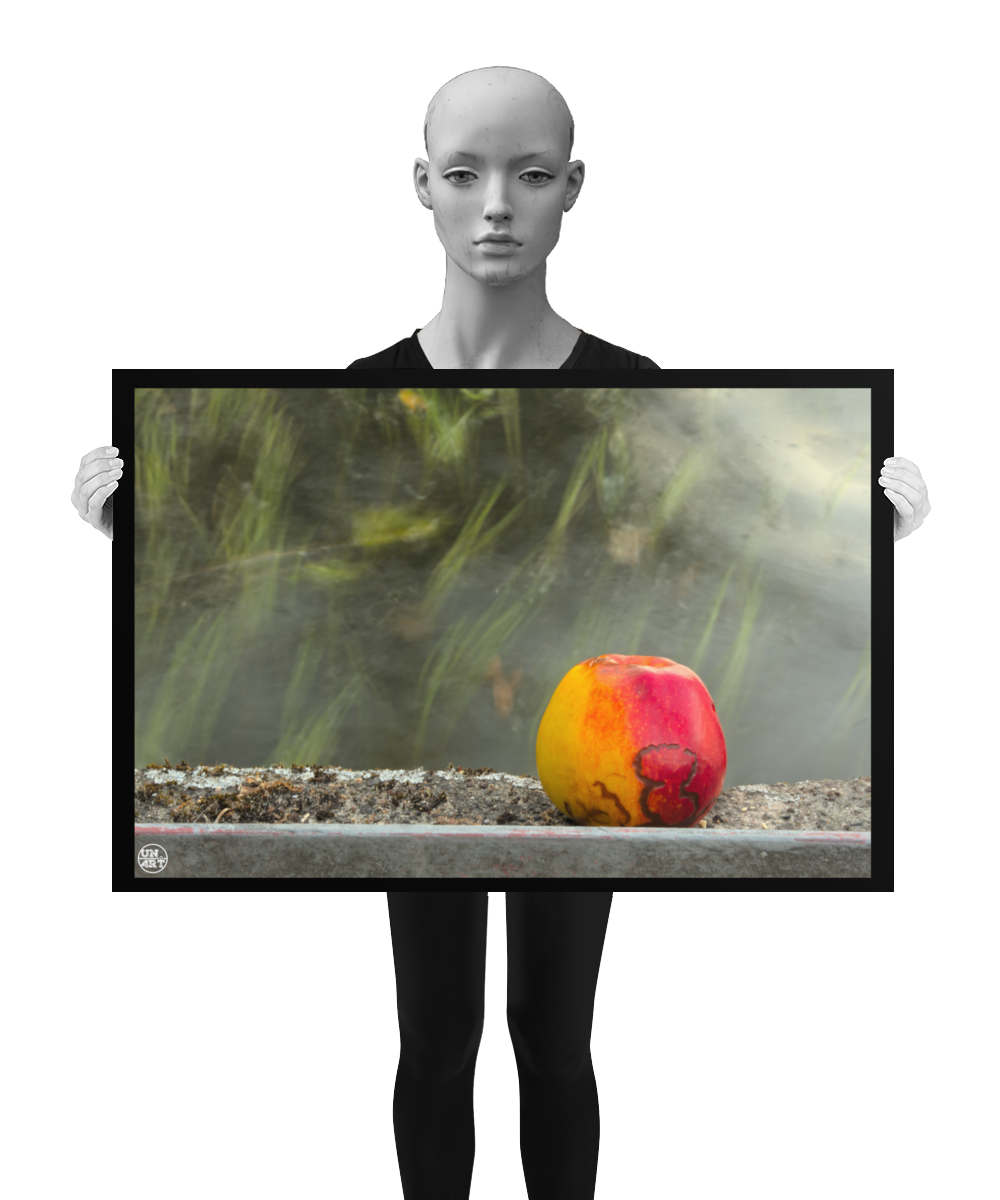 un4rt - photographie of a red and yellow apple on a concrete edge. the apple shows traces of a worm under its skin. moss on the concrete. water with seaweed in the backround. the sun is reflecting on the surface of the water. the image is held by a mannequin in black and white.