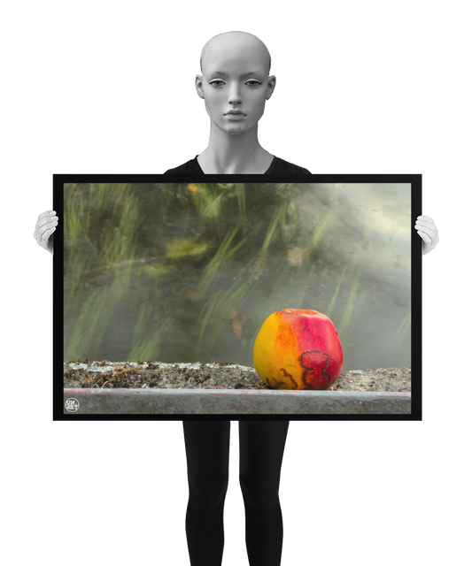 un4rt - photographie of a red and yellow apple on a concrete edge. the apple shows traces of a worm under its skin. moss on the concrete. water with seaweed in the backround. the sun is reflecting on the surface of the water. the image is held by a mannequin in black and white.
