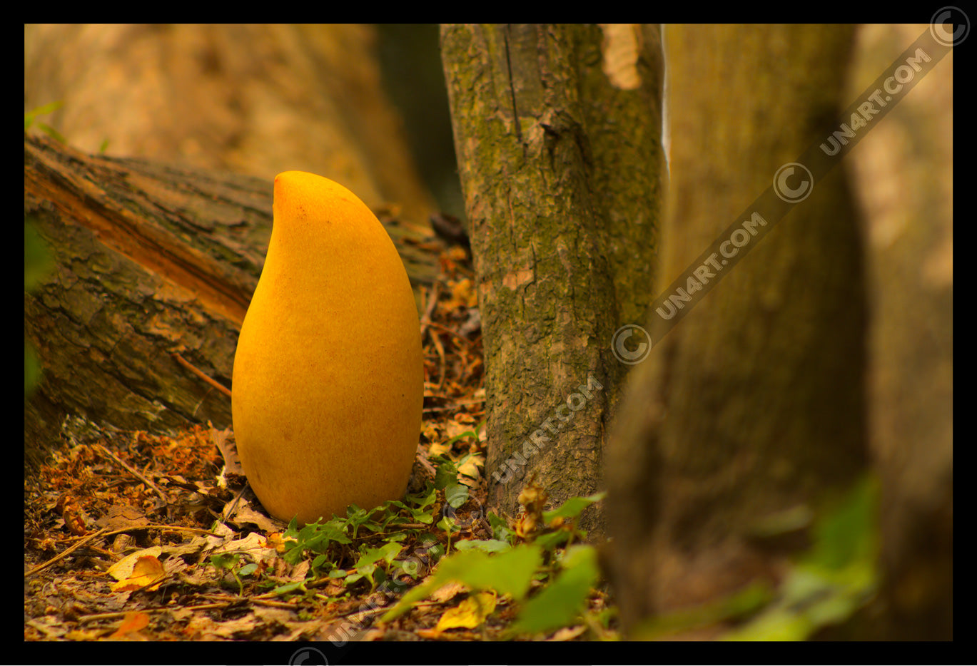 un4rt - photographie of a yellow mango in a forest. the mango is placed on the ground surrounded with tree trunks. ivy and old brown leaves on the ground.