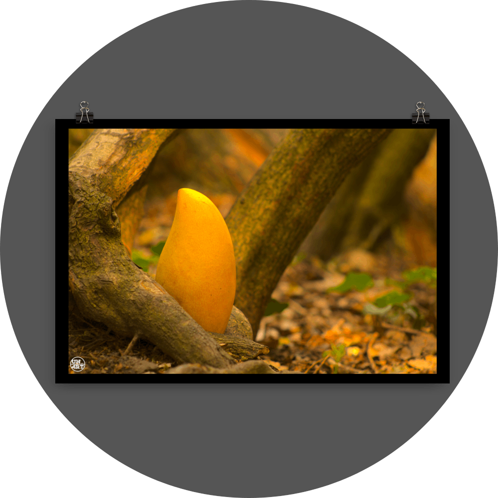 un4rt - photographie of a yellow mango in a forest. the mango is placed on the ground surrounded by tree trunks and positioned between some roots. ivy and old brown leaves on the ground.