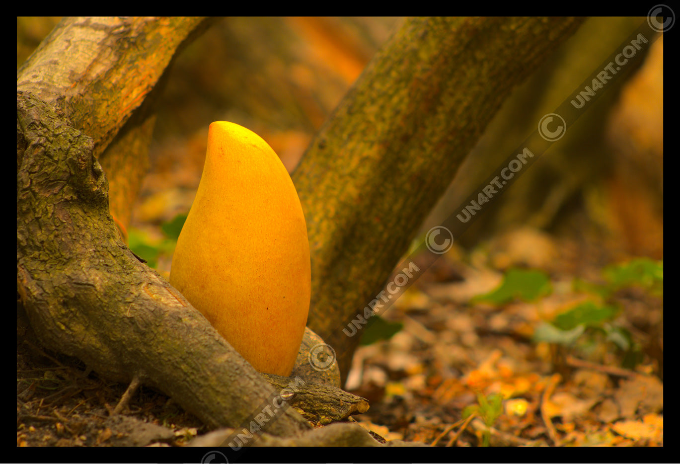 un4rt - photographie of a yellow mango in a forest. the mango is placed on the ground surrounded by tree trunks and positioned between some roots. ivy and old brown leaves on the ground.