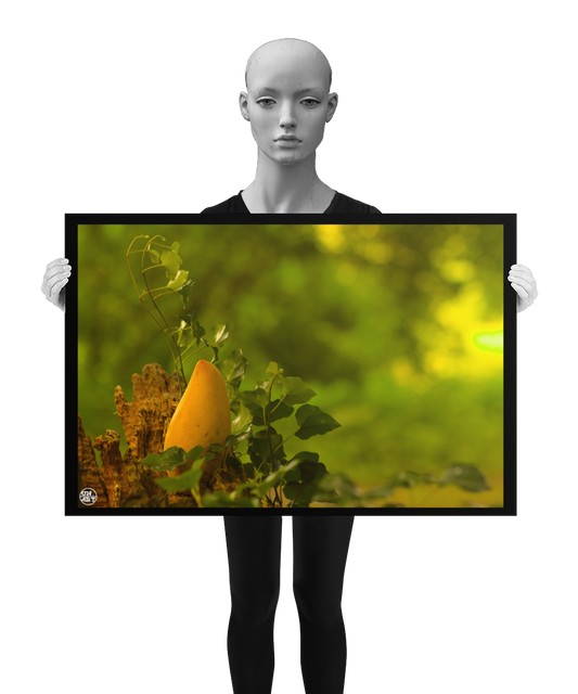 un4rt - photographie of a yellow mango in a forest. the mango is placed on top of a rotten tree trunk. some ivy around the mango. blurry and defocused background. the poster is presented by a mannequin in black and white.