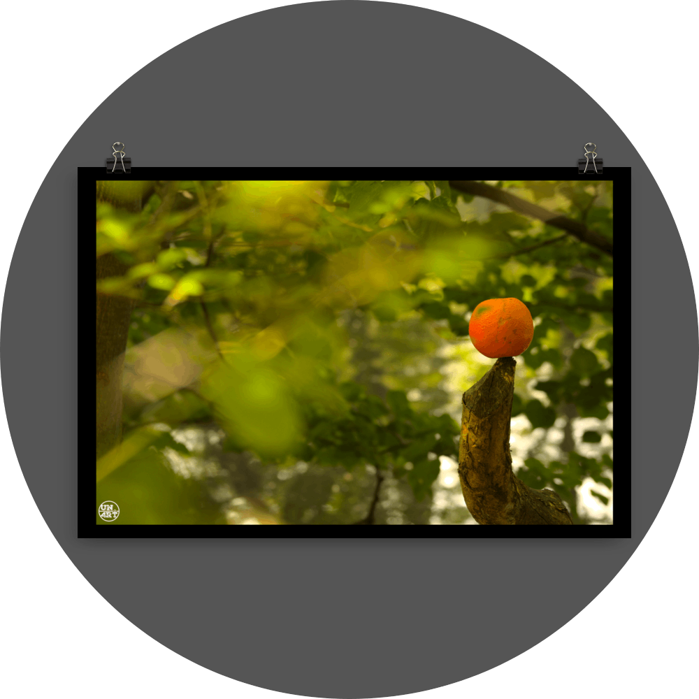 un4rt - photographie of an orange inside a forest. the orange is placed on the tip of a cut branch. unsharp backround with green leaves and branches. bookeh. lightbeams.