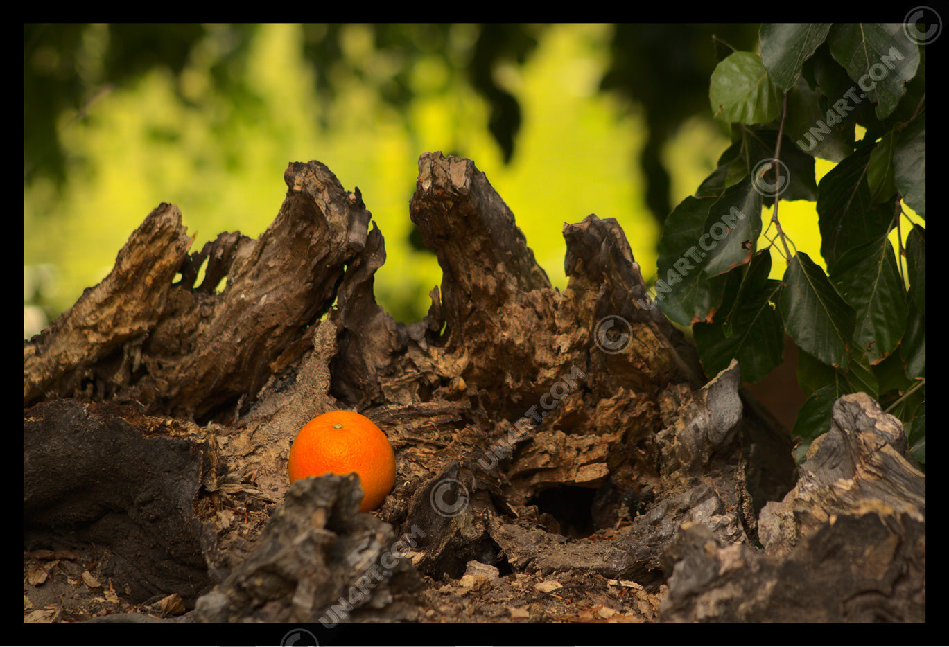 un4rt - photographie of an orange inside a forest. the orange is placed on top of a rotten tree trunk. some leaves in the foreground. blurry backround with hanging leaves.
