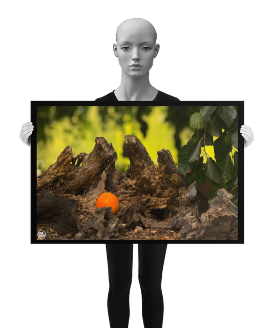 un4rt - photographie of an orange inside a forest. the orange is placed on top of a rotten tree trunk. some leaves in the foreground. blurry backround with hanging leaves. the image is shown by a mannequin in black and white.