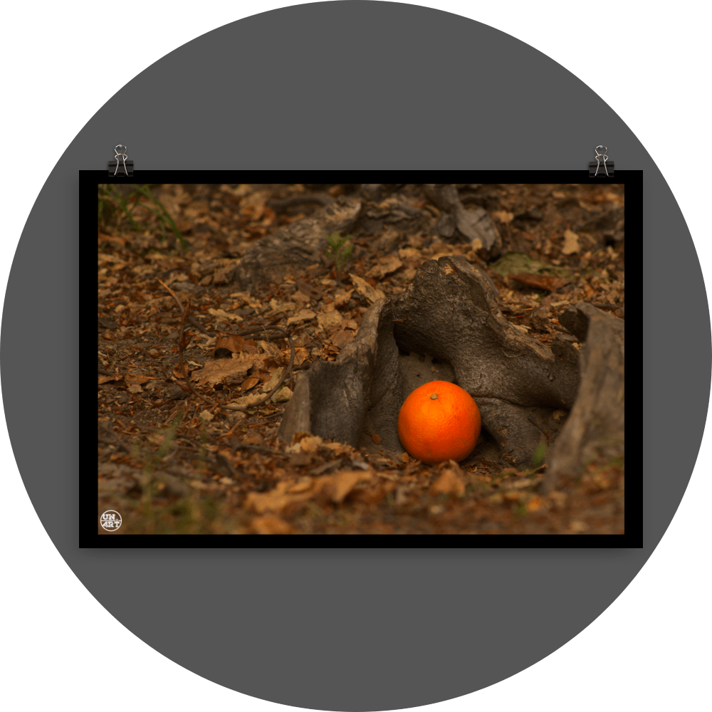 un4rt - photographie of an orange on the ground of a forest. the orange is placed between some roots. old brown leaves and small pieces of wood on the floor. blurry foreground.