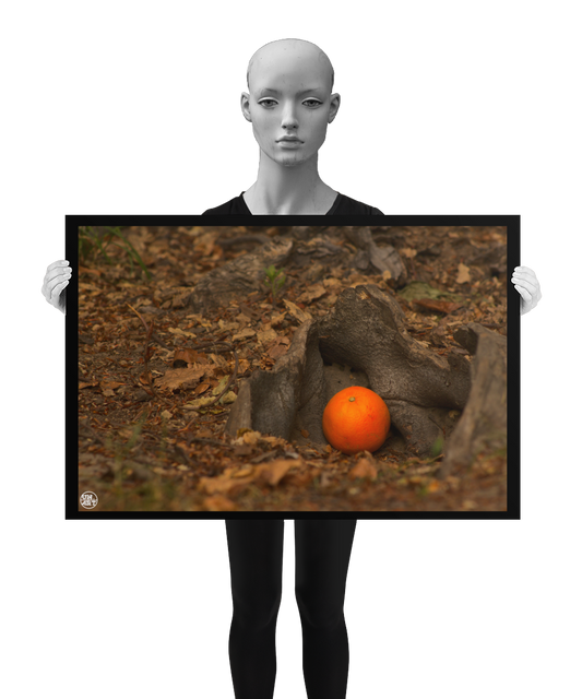 un4rt - photographie of an orange on the ground of a forest. the orange is placed between some roots. old brown leaves and small pieces of wood on the floor. blurry foreground. the image is shown by a mannequin in black and white.