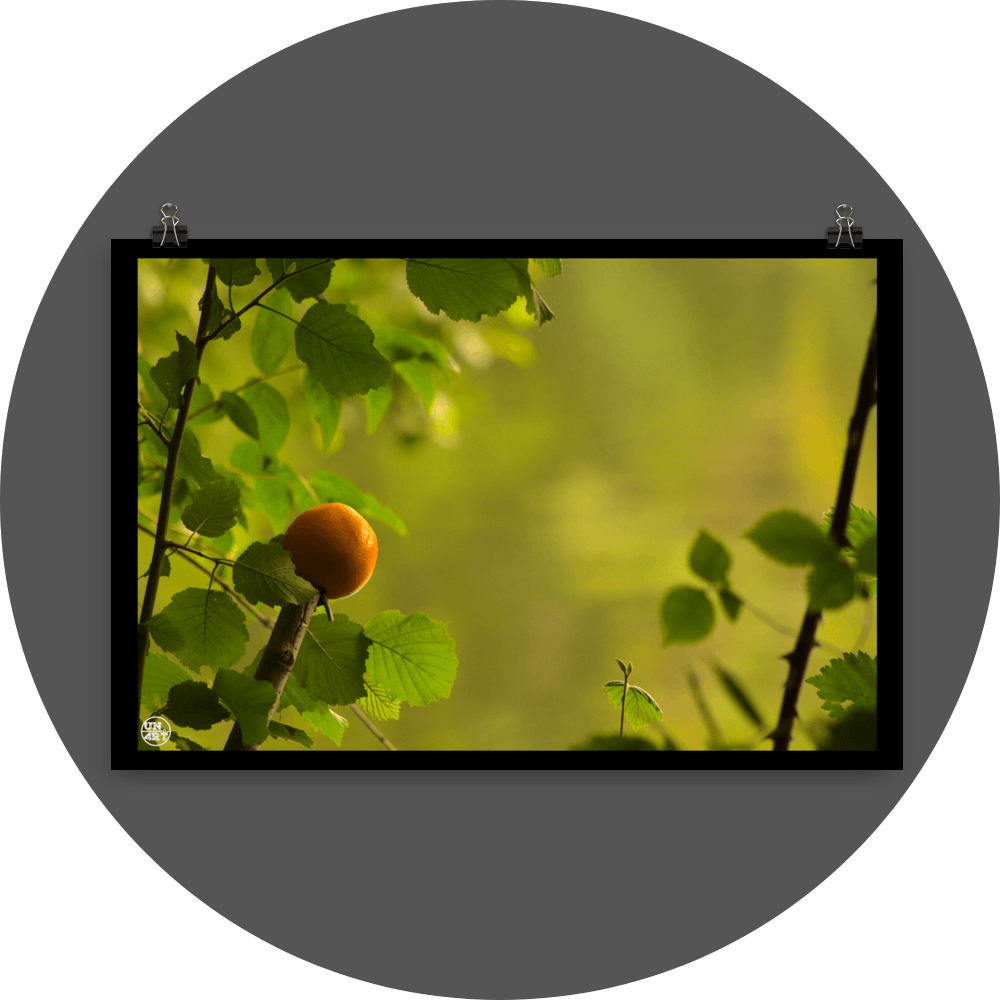 un4rt - photographie of an orange on top of a cutted branch. some small branches with leaves around the orange. blurry background showing the surface of a lake, reflecting the green colors of a forest.