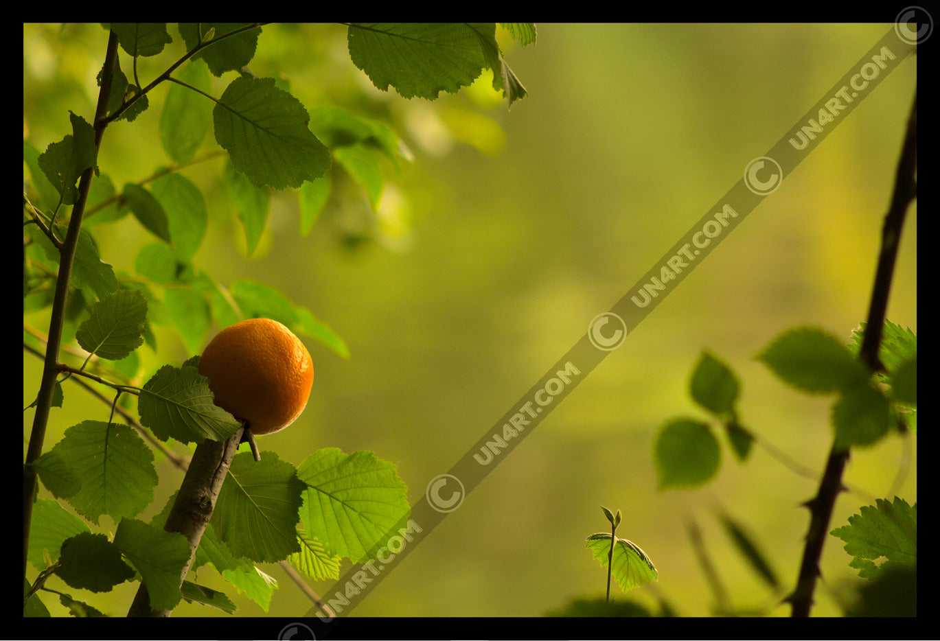un4rt - photographie of an orange on top of a cutted branch. some small branches with leaves around the orange. blurry background showing the surface of a lake, reflecting the green colors of a forest.