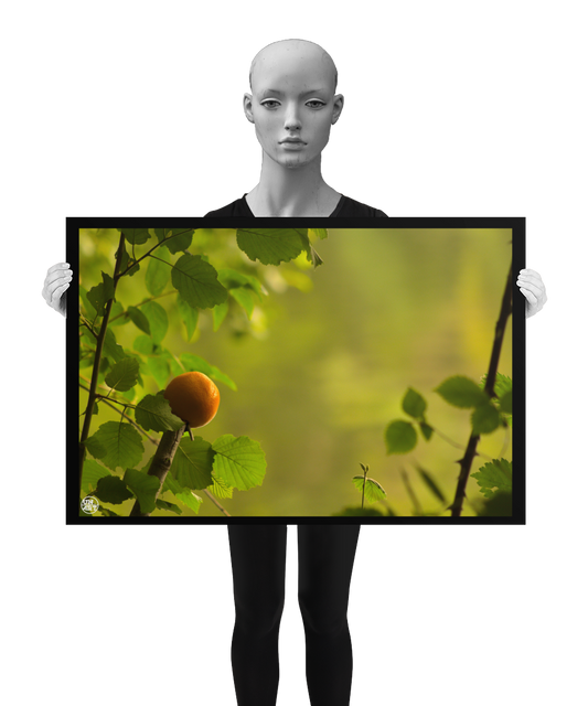 un4rt - photographie of an orange on top of a cutted branch. some small branches with leaves around the orange. blurry background showing the surface of a lake, reflecting the green colors of a forest. the image is shown by a mannequin in black and white.