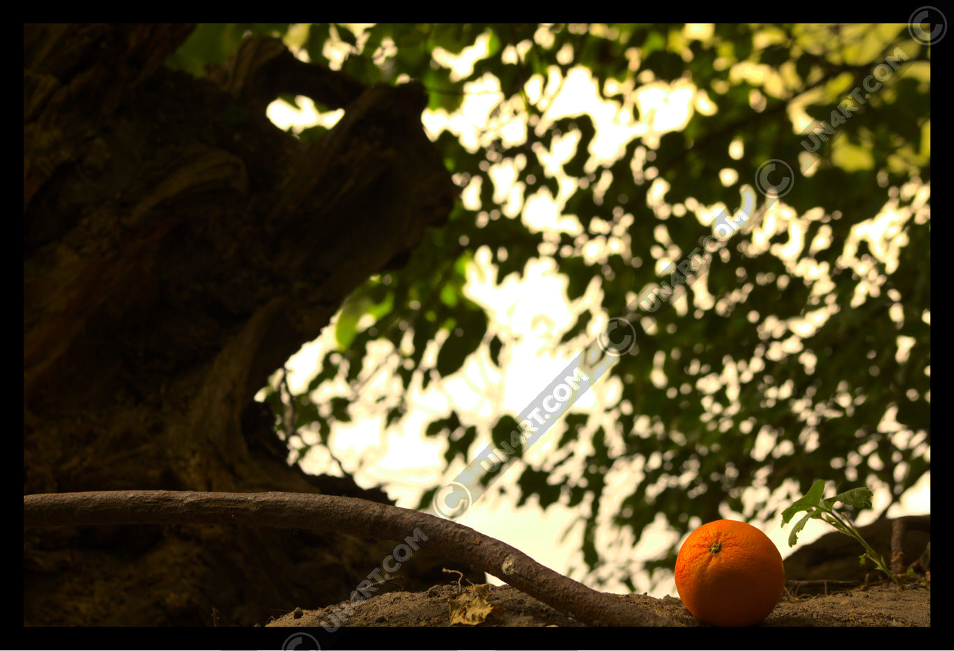 un4rt - photographie of an orange on the floor of a forest. rotting roots of a fallen tree next to the orange. unsharp background with leaves of another tree.