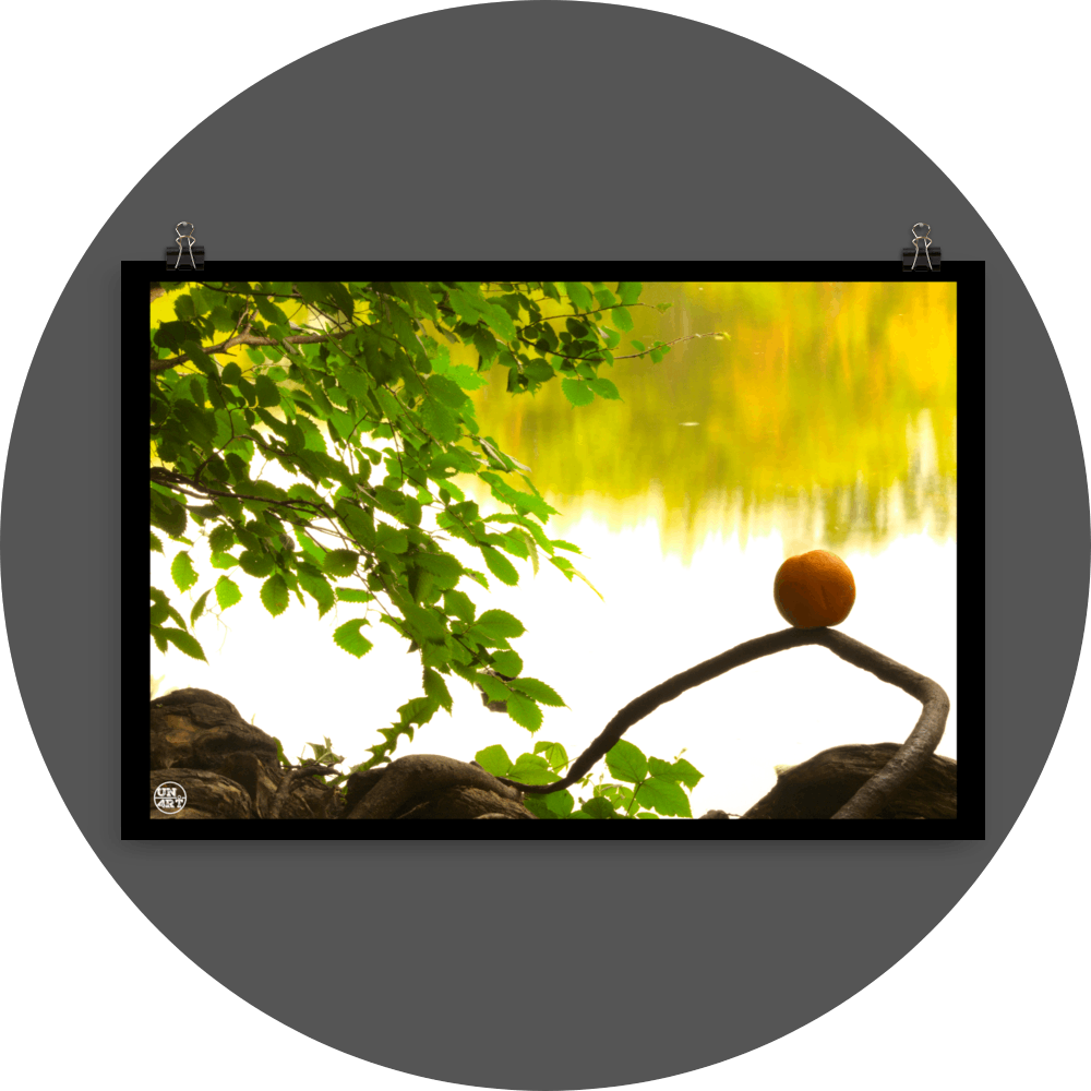 un4rt - photographie of an orange placed on an aerial root that meanders in the direction of a lake. a branch with leaves next to the orange. the background shows the surface of a lake with the reflection of a forest.