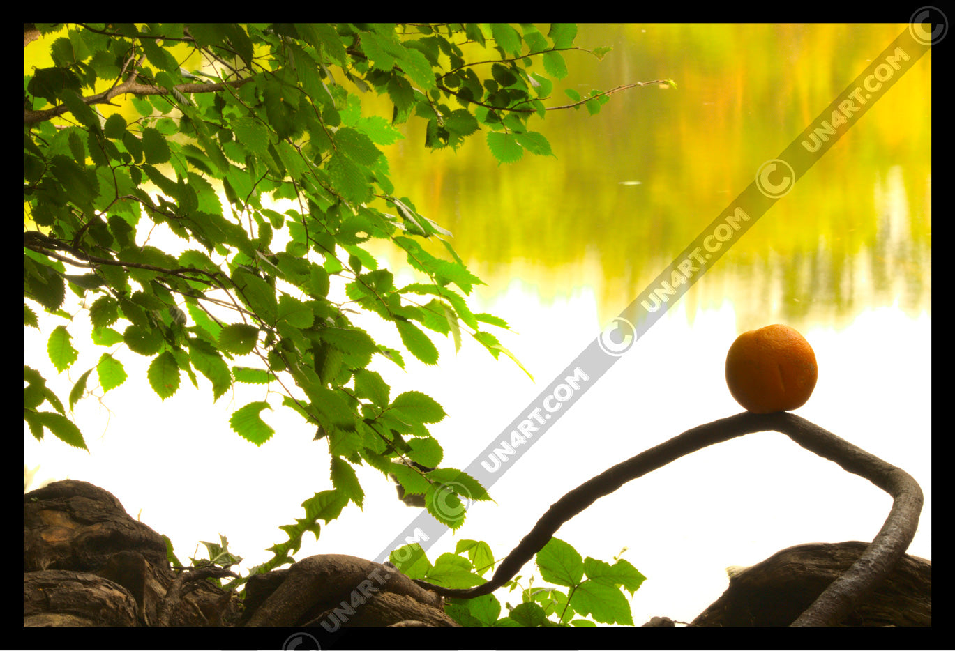 un4rt - photographie of an orange placed on an aerial root that meanders in the direction of a lake. a branch with leaves next to the orange. the background shows the surface of a lake with the reflection of a forest.