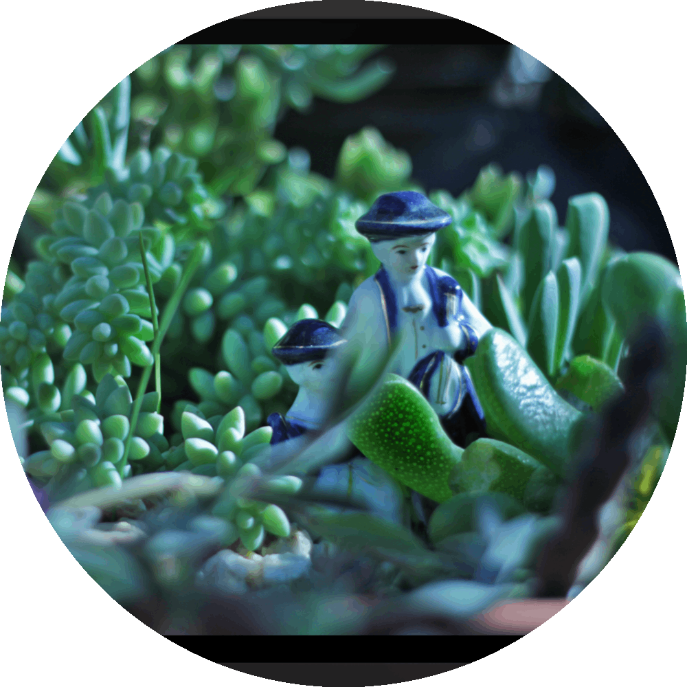 un4rt - the photographie shows 2 small porcelain figures in blue and white in the middle of a variety of succulents. more unsharp succulents in the foreground, very unsharp backround.