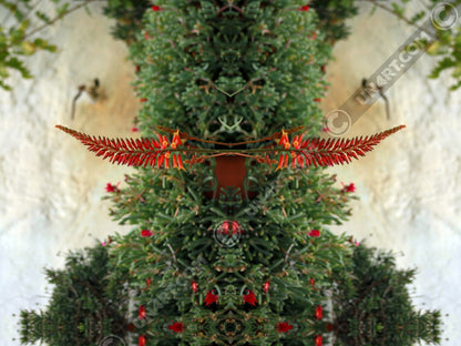un4rt - the photographie shows plants with green leaves and red blossoms in front of an old white stone wall.