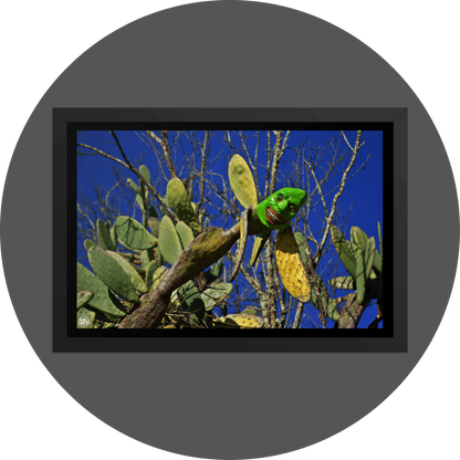 un4rt - the photograpie shows a huge and very old cactus with a spooky green mask on its top. the mask is smiling very strange. dead trees in the background. blue and cloudless sky.