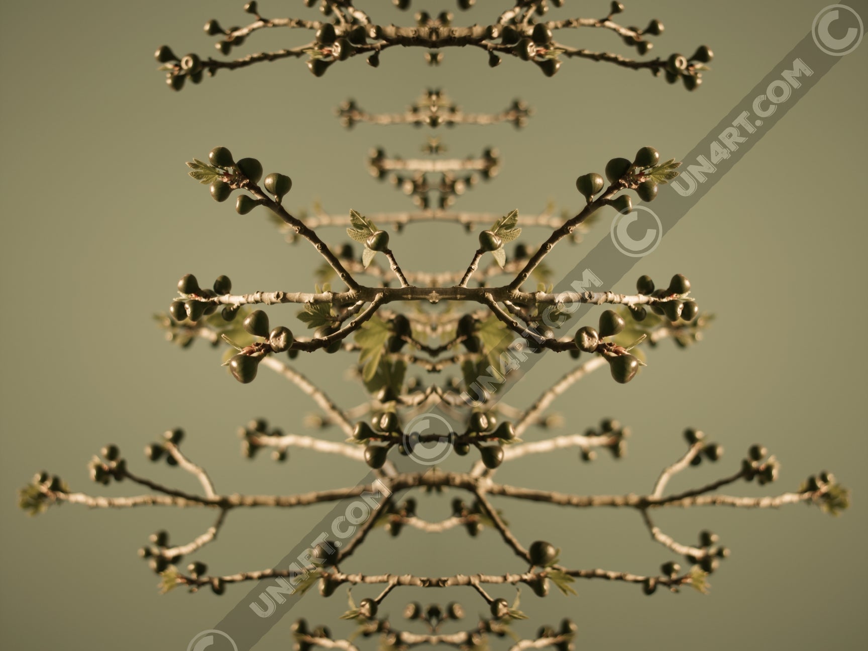 un4rt - the photographie is doubled and then mirrored. both photographies together create the final image. the image shows some branches of a fig tree with some small figs. the background is a light olive green.
