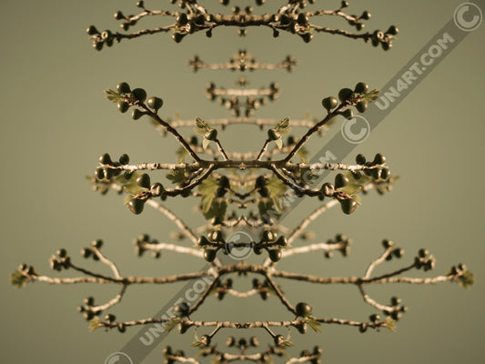 un4rt - the photographie is doubled and then mirrored. both photographies together create the final image. the image shows some branches of a fig tree with some small figs. the background is a light olive green.