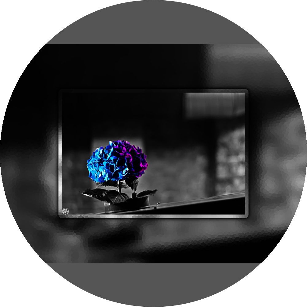 un4rt - the picture shows an edited photo. most of the picture is black and white. the main element is a hydrangea. the flowers of the hydrangea are coloured. the colours are blue and purple. the background is very blurred and only dimly visible. the picture was taken at the maze-club in berlin.