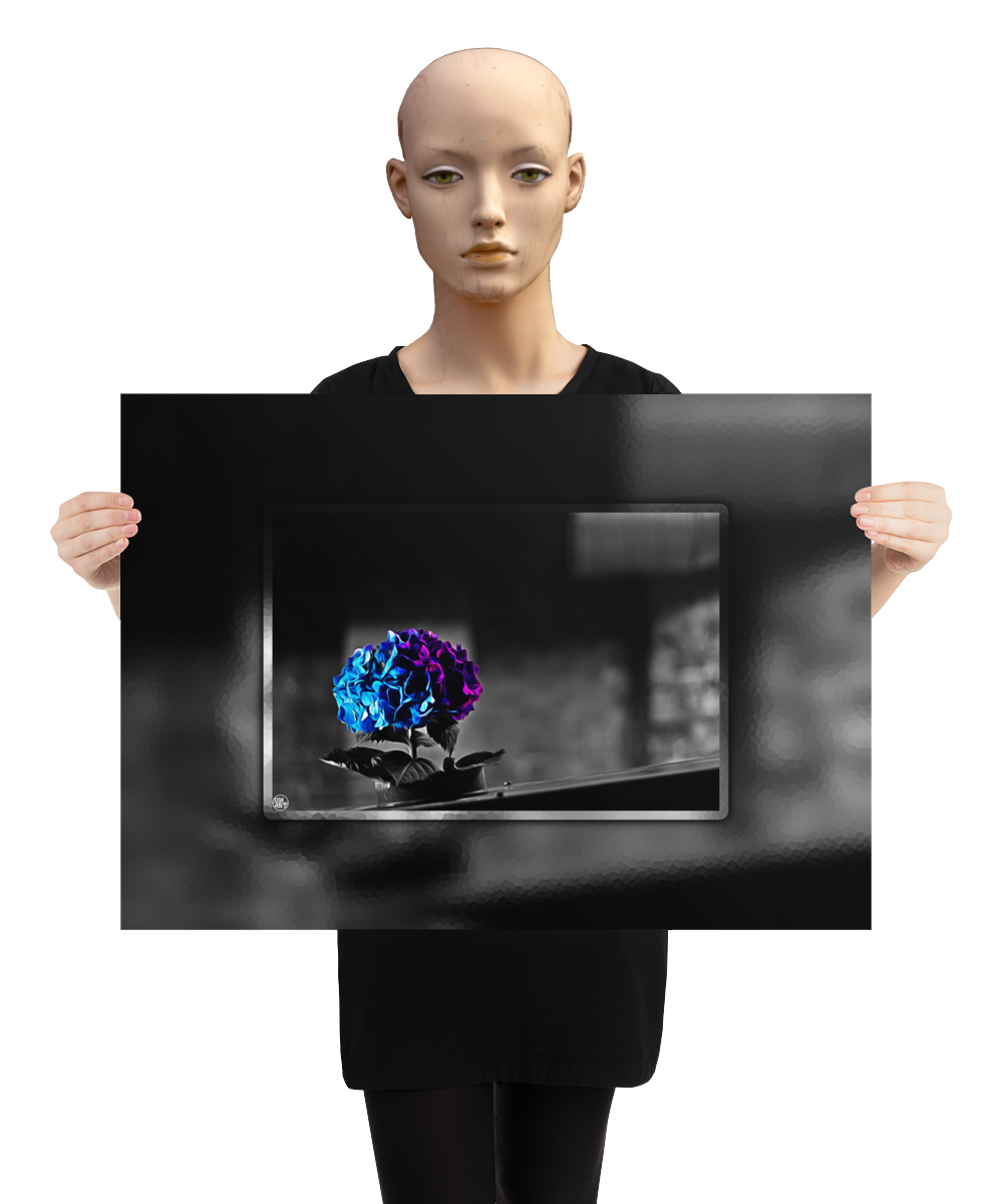 un4rt - the picture shows an edited photo. most of the picture is black and white. the main element is a hydrangea. the flowers of the hydrangea are coloured. the colours are blue and purple. the background is very blurred and only dimly visible. the picture was taken at the maze-club in berlin. the picture is presented by a mannequin.