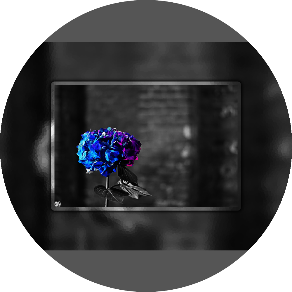 un4rt - the picture shows an edited photo. most of the picture is black and white. the main element is a hydrangea. the flowers of the hydrangea are coloured. the colours are blue and purple. the background is very blurred and only dimly visible. the picture was taken at the maze-club in berlin.