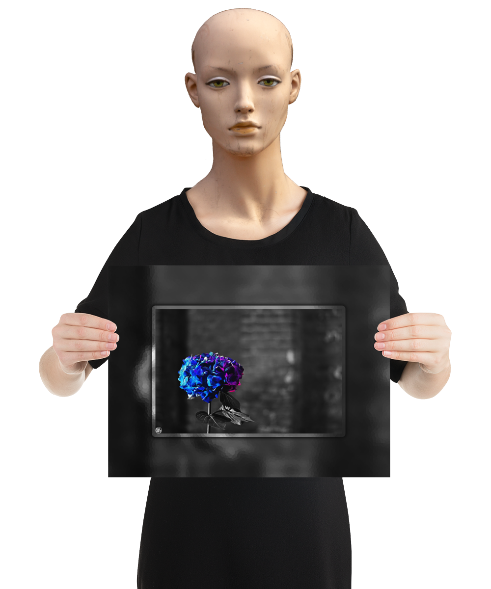 un4rt - the picture shows an edited photo. most of the picture is black and white. the main element is a hydrangea. the flowers of the hydrangea are coloured. the colours are blue and purple. the background is very blurred and only dimly visible. the picture was taken at the maze-club in berlin. the picture is presented by a mannequin.
