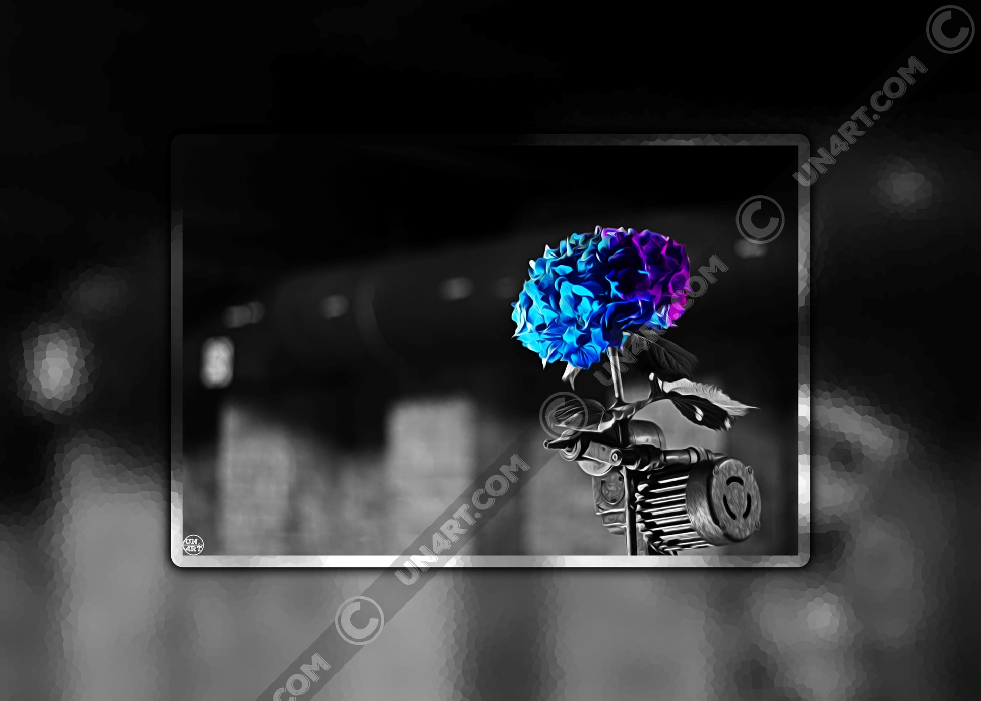 un4rt - the picture shows an edited photo. most of the picture is black and white. the main element is a hydrangea. the flowers of the hydrangea are coloured. the colours are blue and purple. the background is very blurred and only dimly visible. the picture was taken at the maze-club in berlin.