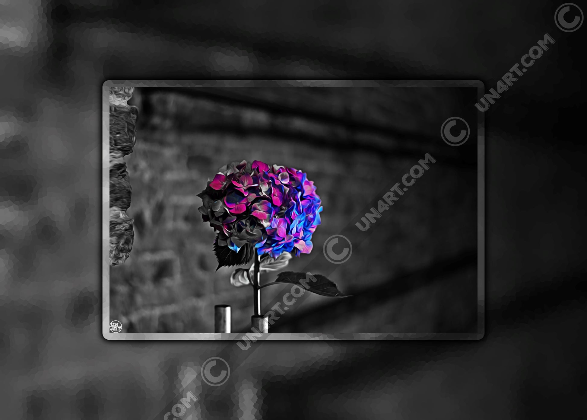 un4rt - the picture shows an edited photo. most of the picture is black and white. the main element is a hydrangea. the flowers of the hydrangea are coloured. the colours are blue and purple. the background is very blurred and only dimly visible. the picture was taken at the maze-club in berlin.