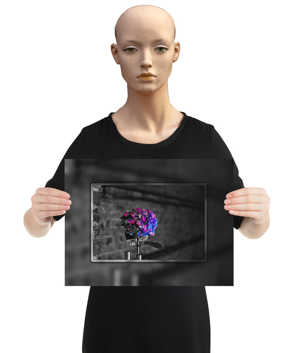 un4rt - the picture shows an edited photo. most of the picture is black and white. the main element is a hydrangea. the flowers of the hydrangea are coloured. the colours are blue and purple. the background is very blurred and only dimly visible. the picture was taken at the maze-club in berlin. the picture is presented by a mannequin.