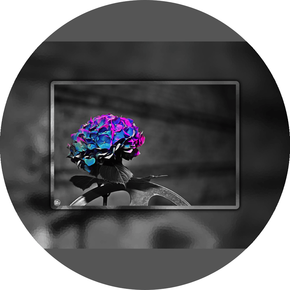 un4rt - the picture shows an edited photo. most of the picture is black and white. the main element is a hydrangea. the flowers of the hydrangea are coloured. the colours are blue and purple. the background is very blurred and only dimly visible. the picture was taken at the maze-club in berlin.