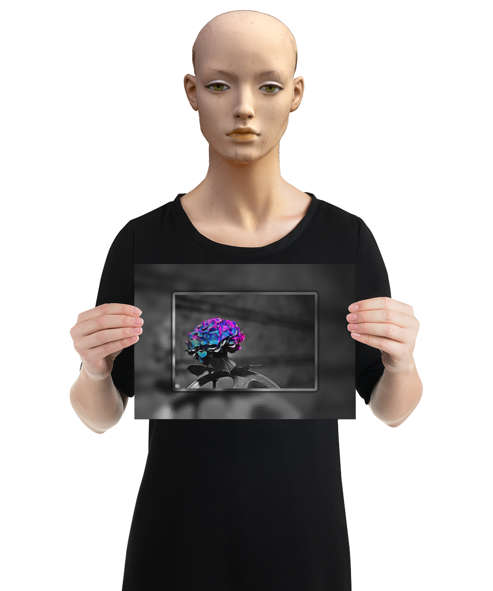un4rt - the picture shows an edited photo. most of the picture is black and white. the main element is a hydrangea. the flowers of the hydrangea are coloured. the colours are blue and purple. the background is very blurred and only dimly visible. the picture was taken at the maze-club in berlin. the picture is presented by a mannequin.