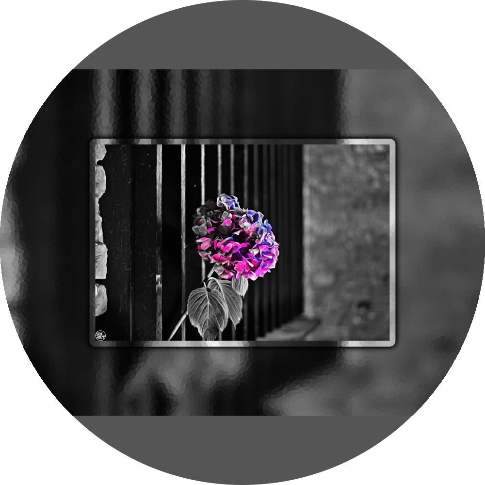 un4rt - the picture shows an edited photo. most of the picture is black and white. the main element is a hydrangea. the flowers of the hydrangea are coloured. the colours are blue and purple. the background is very blurred and only dimly visible. the picture was taken at the maze-club in berlin.