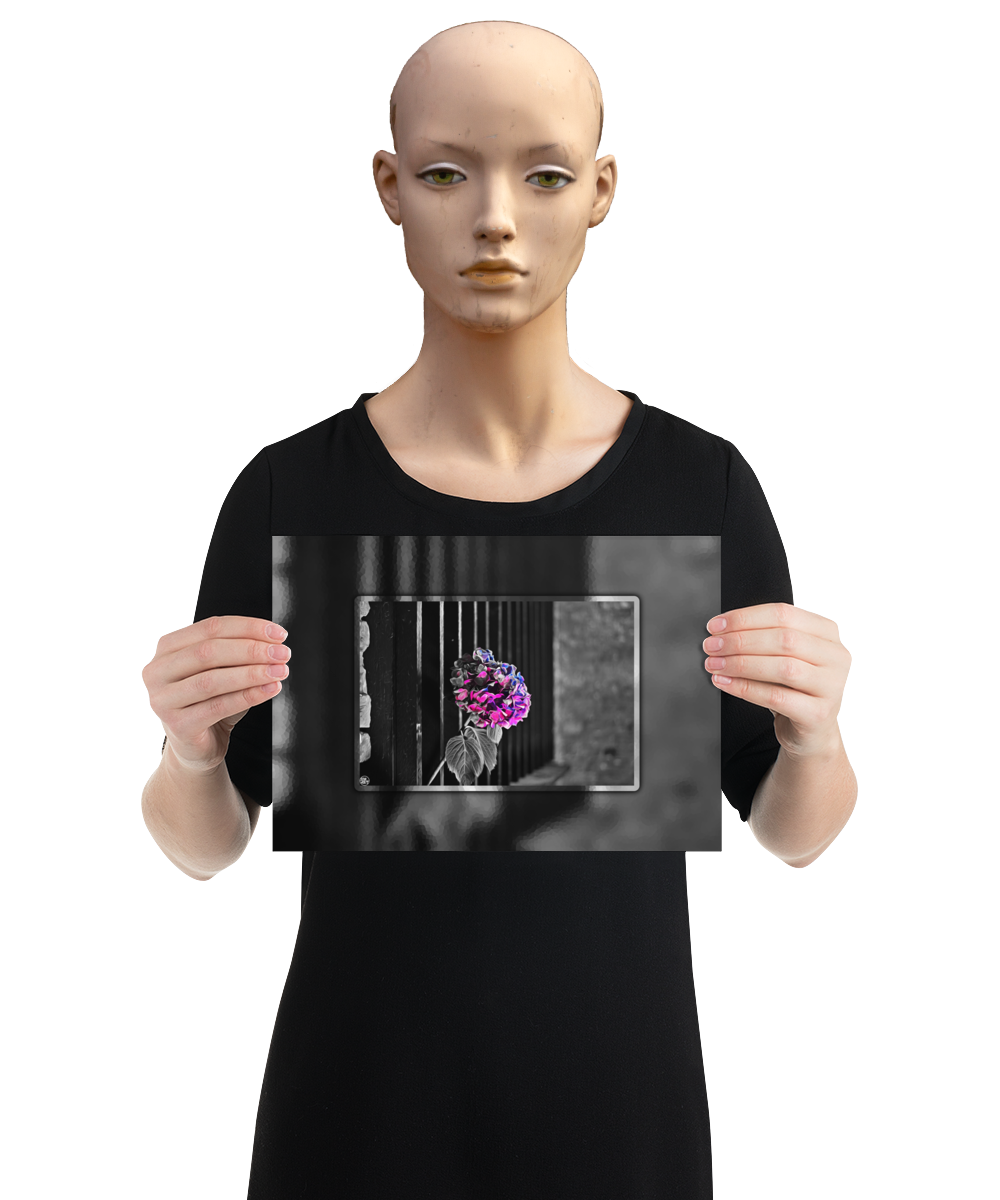 un4rt - the picture shows an edited photo. most of the picture is black and white. the main element is a hydrangea. the flowers of the hydrangea are coloured. the colours are blue and purple. the background is very blurred and only dimly visible. the picture was taken at the maze-club in berlin. the picture is presented by a mannequin.