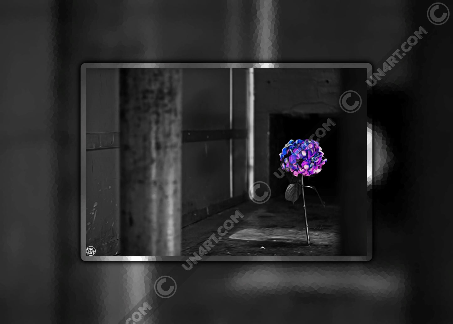 un4rt - the picture shows an edited photo. most of the picture is black and white. the main element is a hydrangea. the flowers of the hydrangea are coloured. the colours are blue and purple. the background is very blurred and only dimly visible. the picture was taken at the maze-club in berlin.
