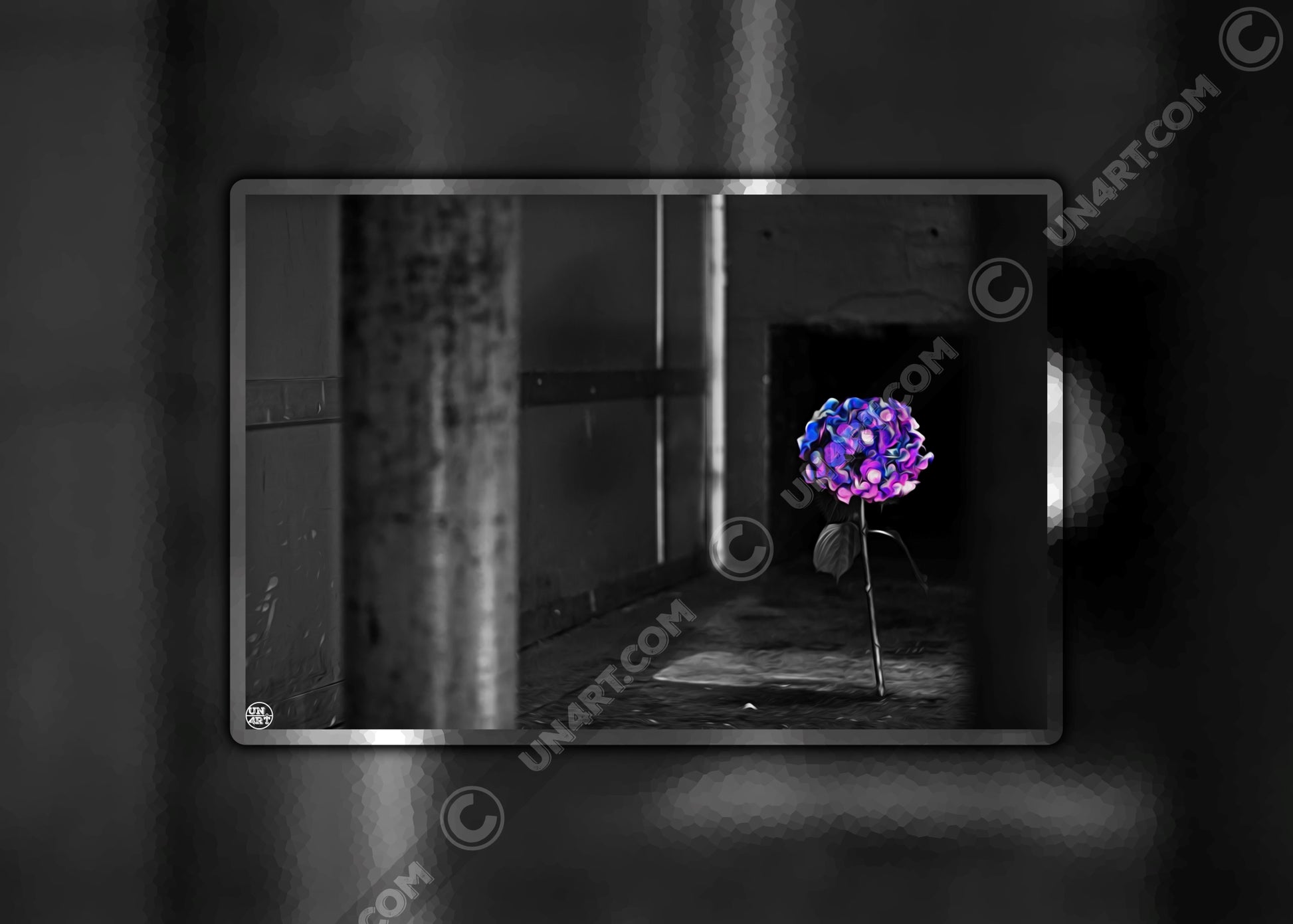 un4rt - the picture shows an edited photo. most of the picture is black and white. the main element is a hydrangea. the flowers of the hydrangea are coloured. the colours are blue and purple. the background is very blurred and only dimly visible. the picture was taken at the maze-club in berlin.