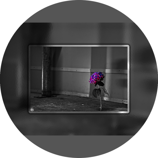 un4rt - the picture shows an edited photo. most of the picture is black and white. the main element is a hydrangea. the flowers of the hydrangea are coloured. the colours are blue and purple. the background is very blurred and only dimly visible. the picture was taken at the maze-club in berlin.