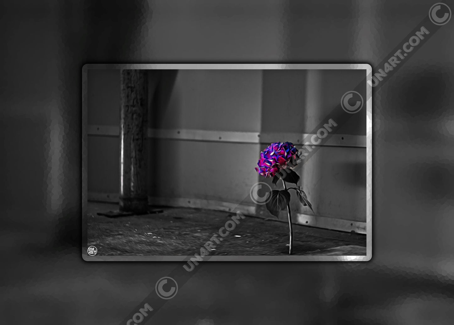 un4rt - the picture shows an edited photo. most of the picture is black and white. the main element is a hydrangea. the flowers of the hydrangea are coloured. the colours are blue and purple. the background is very blurred and only dimly visible. the picture was taken at the maze-club in berlin.