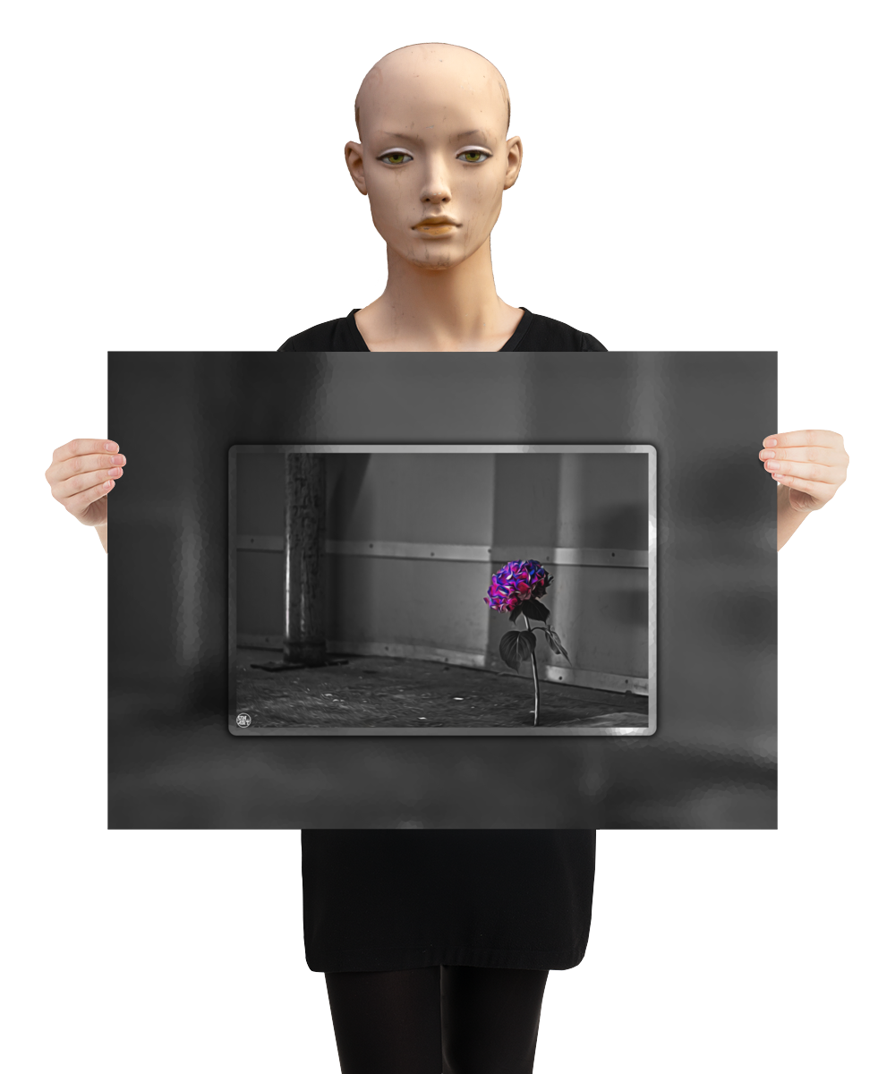 un4rt - the picture shows an edited photo. most of the picture is black and white. the main element is a hydrangea. the flowers of the hydrangea are coloured. the colours are blue and purple. the background is very blurred and only dimly visible. the picture was taken at the maze-club in berlin. the picture is presented by a mannequin.