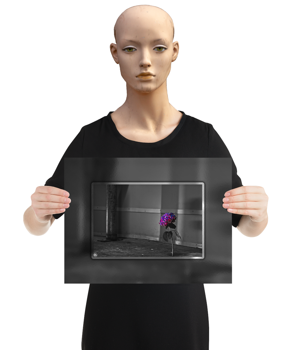 un4rt - the picture shows an edited photo. most of the picture is black and white. the main element is a hydrangea. the flowers of the hydrangea are coloured. the colours are blue and purple. the background is very blurred and only dimly visible. the picture was taken at the maze-club in berlin. the picture is presented by a mannequin.