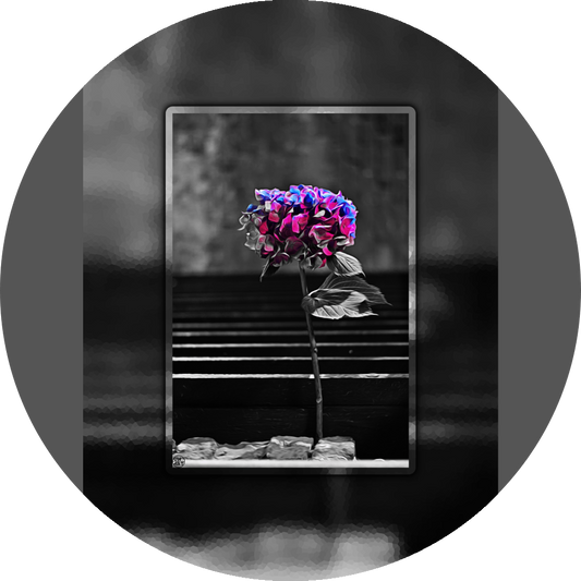 un4rt - the picture shows an edited photo. most of the picture is black and white. the main element is a hydrangea. the flowers of the hydrangea are coloured. the colours are blue and purple. the background is very blurred and only dimly visible. the picture was taken at the maze-club in berlin.