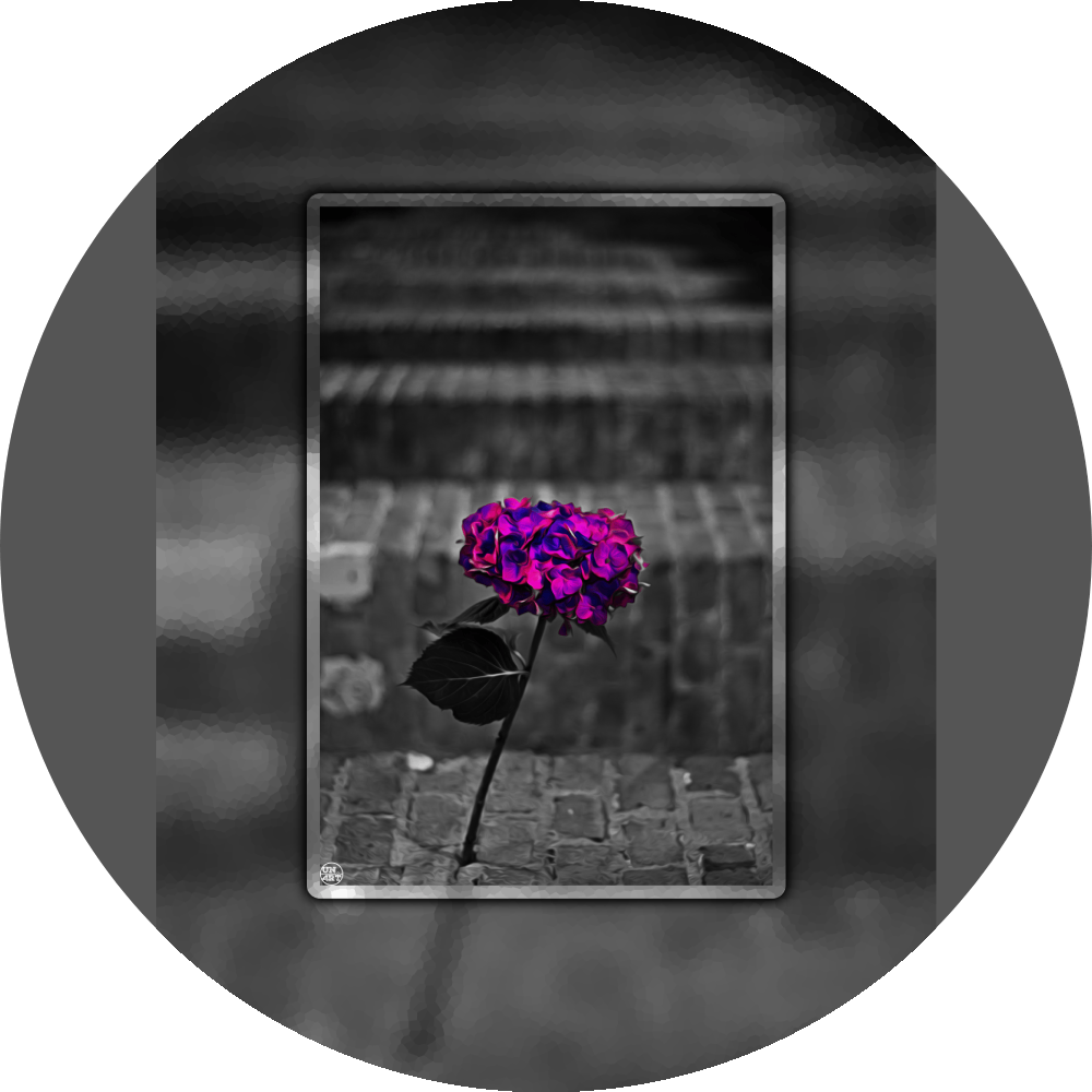 un4rt - the picture shows an edited photo. most of the picture is black and white. the main element is a hydrangea. the flowers of the hydrangea are coloured. the colours are blue and purple. the background is very blurred and only dimly visible. the picture was taken at the maze-club in berlin.