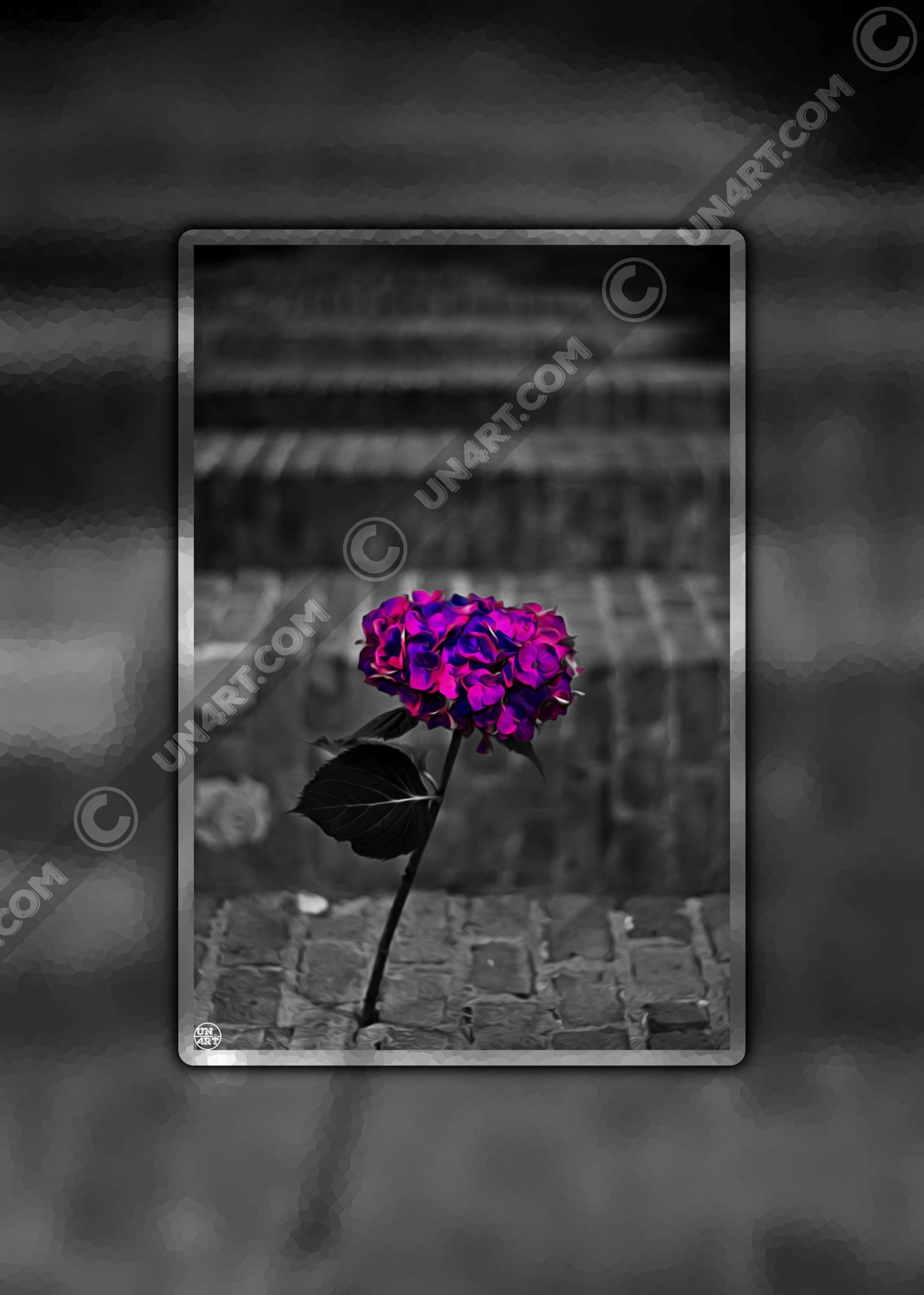 un4rt - the picture shows an edited photo. most of the picture is black and white. the main element is a hydrangea. the flowers of the hydrangea are coloured. the colours are blue and purple. the background is very blurred and only dimly visible. the picture was taken at the maze-club in berlin.