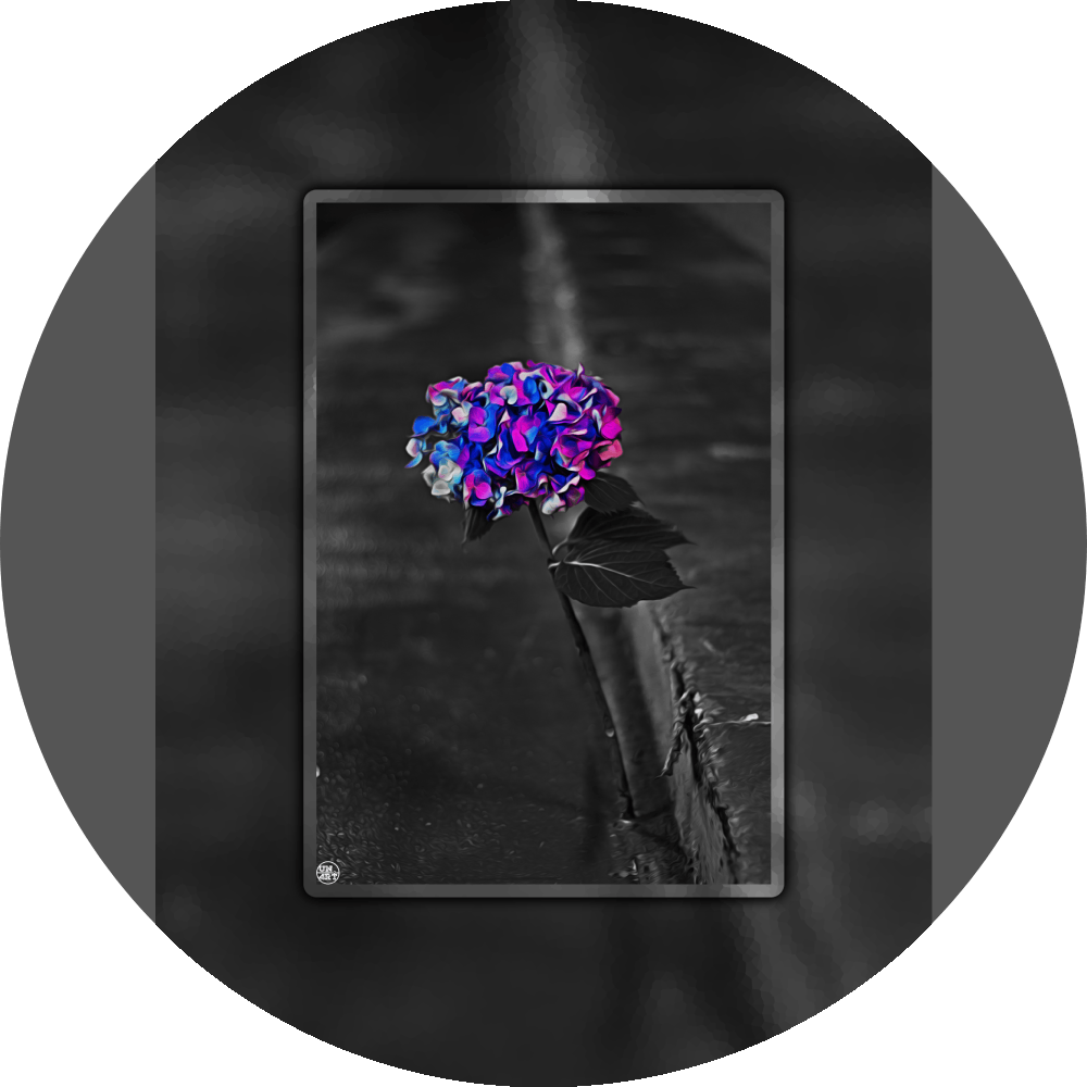 un4rt - the picture shows an edited photo. most of the picture is black and white. the main element is a hydrangea. the flowers of the hydrangea are coloured. the colours are blue and purple. the background is very blurred and only dimly visible. the picture was taken at the maze-club in berlin.