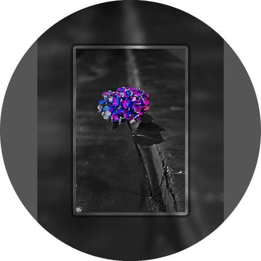 un4rt - the picture shows an edited photo. most of the picture is black and white. the main element is a hydrangea. the flowers of the hydrangea are coloured. the colours are blue and purple. the background is very blurred and only dimly visible. the picture was taken at the maze-club in berlin.