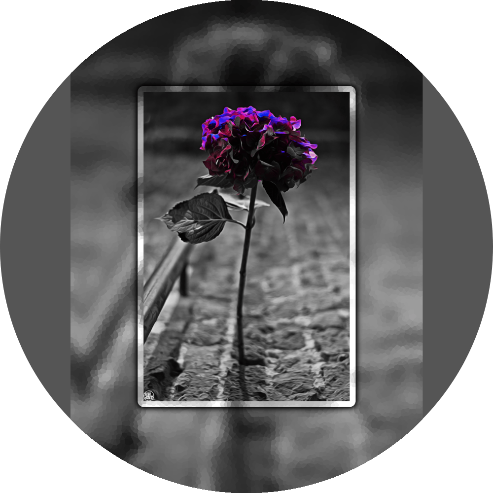 un4rt - the picture shows an edited photo. most of the picture is black and white. the main element is a hydrangea. the flowers of the hydrangea are coloured. the colours are blue and purple. the background is very blurred and only dimly visible. the picture was taken at the maze-club in berlin.