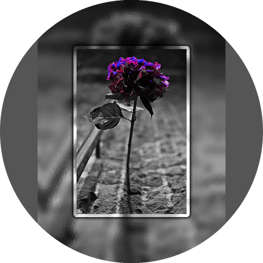 un4rt - the picture shows an edited photo. most of the picture is black and white. the main element is a hydrangea. the flowers of the hydrangea are coloured. the colours are blue and purple. the background is very blurred and only dimly visible. the picture was taken at the maze-club in berlin.