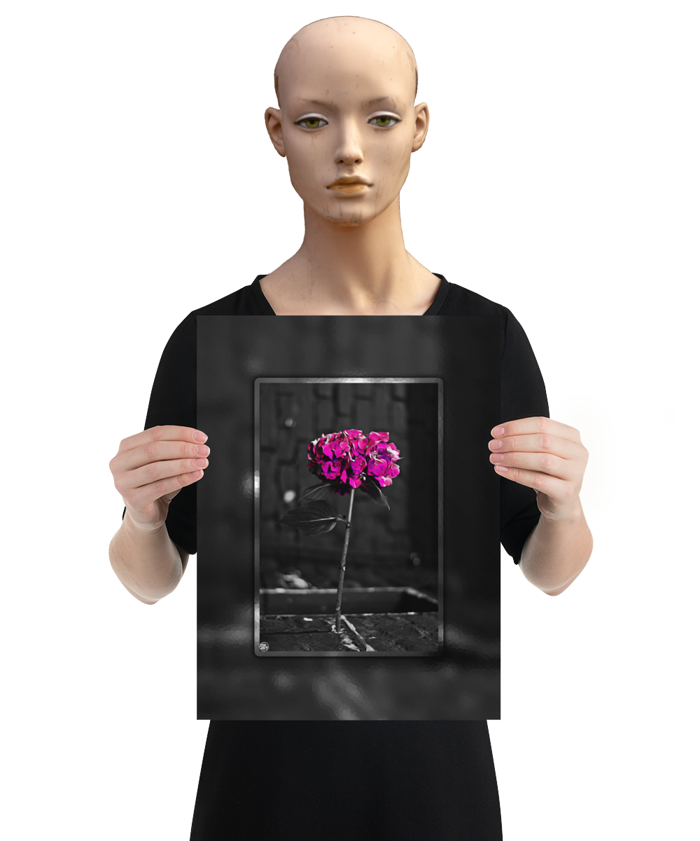 un4rt - the picture shows an edited photo. most of the picture is black and white. the main element is a hydrangea. the flowers of the hydrangea are coloured. the colours are blue and purple. the background is very blurred and only dimly visible. the picture was taken at the maze-club in berlin. the picture is presented by a mannequin.