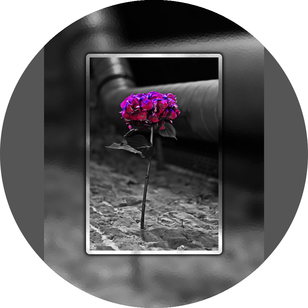 un4rt - the picture shows an edited photo. most of the picture is black and white. the main element is a hydrangea. the flowers of the hydrangea are coloured. the colours are blue and purple. the background is very blurred and only dimly visible. the picture was taken at the maze-club in berlin.