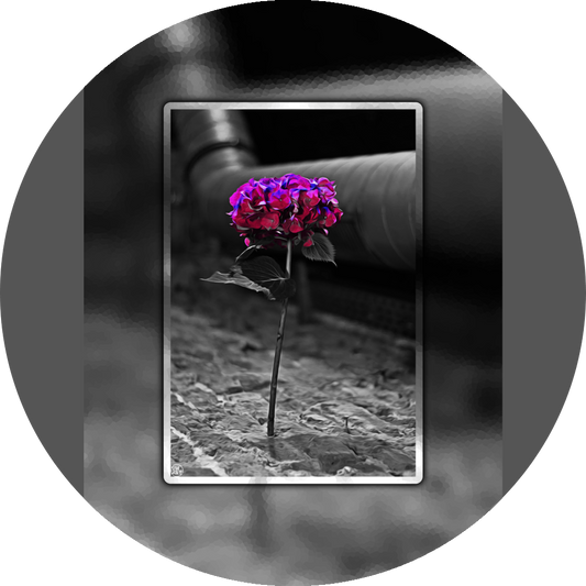 un4rt - the picture shows an edited photo. most of the picture is black and white. the main element is a hydrangea. the flowers of the hydrangea are coloured. the colours are blue and purple. the background is very blurred and only dimly visible. the picture was taken at the maze-club in berlin.